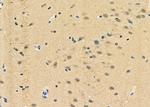 LMX1B Antibody in Immunohistochemistry (Paraffin) (IHC (P))