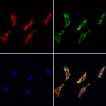 MOS Polyclonal Antibody
