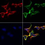 TSPAN8 Antibody in Immunocytochemistry (ICC/IF)