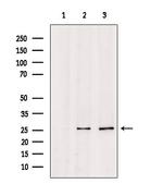 TSPAN8 Antibody in Western Blot (WB)