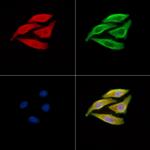 SERC1 Polyclonal Antibody