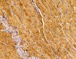 SERC1 Antibody in Immunohistochemistry (Paraffin) (IHC (P))