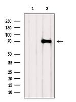 DCLK3 Antibody in Western Blot (WB)