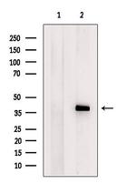 FKBPL Polyclonal Antibody
