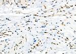 C1orf57 Antibody in Immunohistochemistry (Paraffin) (IHC (P))