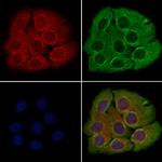 C1orf57 Polyclonal Antibody