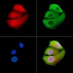 SLC4A1AP Polyclonal Antibody