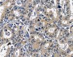 SLC4A1AP Antibody in Immunohistochemistry (Paraffin) (IHC (P))