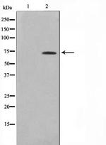 ELF1 Antibody in Western Blot (WB)