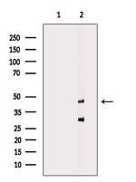 PFTK2 Polyclonal Antibody