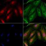 ARMX3 Polyclonal Antibody