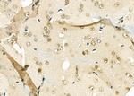 ARMX3 Antibody in Immunohistochemistry (Paraffin) (IHC (P))