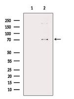 DUSP16 Polyclonal Antibody