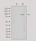 AKAP3 Antibody in Western Blot (WB)