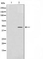 AP2 alpha/beta Antibody in Western Blot (WB)
