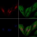 IRX2 Polyclonal Antibody