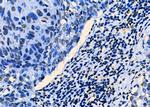 PKNOX2 Antibody in Immunohistochemistry (Paraffin) (IHC (P))