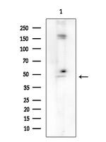 TRIP13 Antibody in Western Blot (WB)