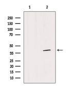 SFXN4 Polyclonal Antibody