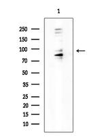 MLK4 Antibody in Western Blot (WB)