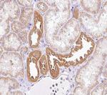 NRIP2 Antibody in Immunohistochemistry (Paraffin) (IHC (P))