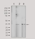 NRIP2 Antibody in Western Blot (WB)