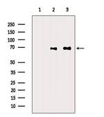FOXJ3 Antibody in Western Blot (WB)