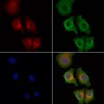 EphA7 Polyclonal Antibody