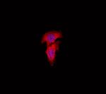 eIF3l Polyclonal Antibody