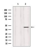 ERGIC3 Antibody in Western Blot (WB)