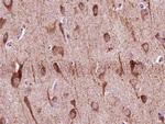 ZNF287 Antibody in Immunohistochemistry (Paraffin) (IHC (P))