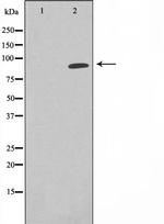 Epsin 1 Polyclonal Antibody