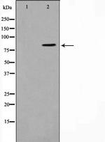 SALF Polyclonal Antibody