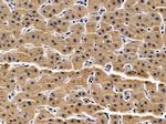 TTC23 Antibody in Immunohistochemistry (Paraffin) (IHC (P))