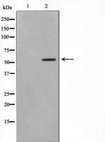 TTC23 Antibody in Western Blot (WB)
