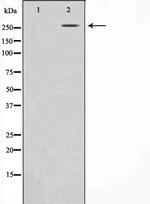 Fibronectin Antibody in Western Blot (WB)