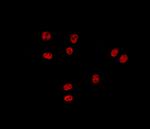 ZNF148 Antibody in Immunocytochemistry (ICC/IF)