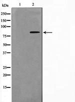 Phospho-NBS1 (Ser278) Antibody in Western Blot (WB)