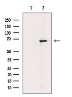 Acetyl-NFkB p65 (Lys310) Antibody in Western Blot (WB)