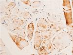 Phospho-Chk1 (Ser280) Antibody in Immunohistochemistry (Paraffin) (IHC (P))