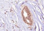 Phospho-Estrogen Receptor alpha (Ser106) Antibody in Immunohistochemistry (Paraffin) (IHC (P))