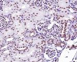 Phospho-p53 (Ser9) Antibody in Immunohistochemistry (Paraffin) (IHC (P))