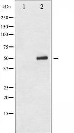 Phospho-p53 (Ser9) Antibody in Western Blot (WB)