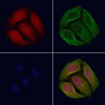 Phospho-p53 (Ser366) Polyclonal Antibody