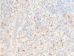 Phospho-ICAM-1 (Tyr512) Polyclonal Antibody