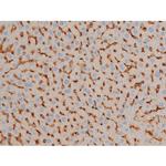Phospho-BCL-2 (Ser70) Antibody in Immunohistochemistry (Paraffin) (IHC (P))
