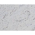 Phospho-GATA1 (Ser142) Polyclonal Antibody