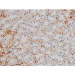 Phospho-GATA1 (Ser142) Antibody in Immunohistochemistry (Paraffin) (IHC (P))