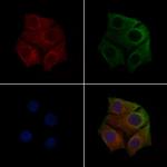 Phospho-VEGF Receptor 1 (Tyr1213) Polyclonal Antibody