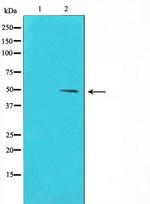 Phospho-Cyclin E (Thr395) Antibody in Western Blot (WB)